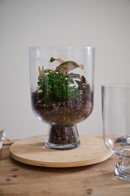 Glass Terrarium